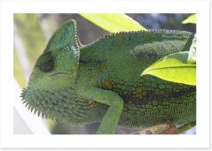 Reptiles / Amphibian Art Print 64102648