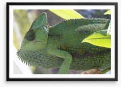 Reptiles / Amphibian Framed Art Print 64102648