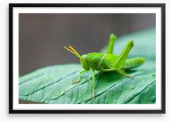 Insects Framed Art Print 64151286