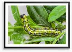 Insects Framed Art Print 64256682