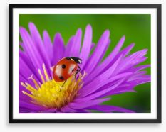 Insects Framed Art Print 64365089