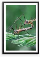 Insects Framed Art Print 64376536