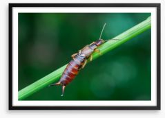 Insects Framed Art Print 64376588
