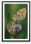 Insects Framed Art Print 64389746