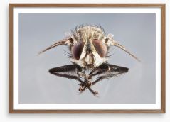 Insects Framed Art Print 64419946