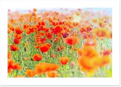 Poppy meadow sunlight Art Print 64445705