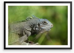 Reptiles / Amphibian Framed Art Print 64477516