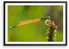 Insects Framed Art Print 64495920