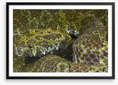 Reptiles / Amphibian Framed Art Print 64512906