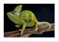 Veiled chameleon Art Print 64528128