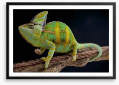Veiled chameleon Framed Art Print 64528128