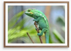 Reptiles / Amphibian Framed Art Print 64530561