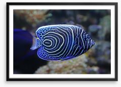 Juvenile emperor angelfish Framed Art Print 64578640