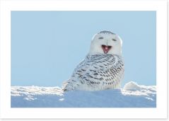 Smiling snowy owl Art Print 64588759