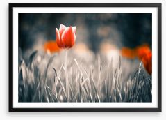 Red tulip Framed Art Print 64764602