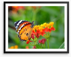 Insects Framed Art Print 65033547