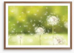Blowball dandelions Framed Art Print 65187814