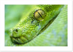 Reptiles / Amphibian Art Print 65543369