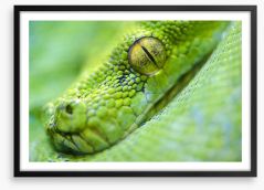 Reptiles / Amphibian Framed Art Print 65543369