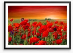 Scarlet red poppy field Framed Art Print 66022514