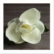 White magnolia Art Print 66136893