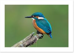 Beautiful blue Kingfisher Art Print 66668967