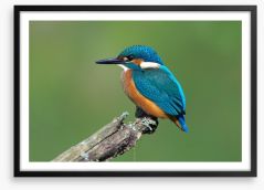 Beautiful blue Kingfisher Framed Art Print 66668967