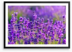 Vibrant lavender field Framed Art Print 66758848
