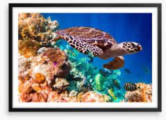 Hawksbill turtle Framed Art Print 67120595