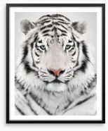 White tiger Framed Art Print 67909041