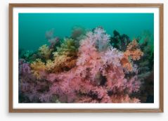 Soft coral sea Framed Art Print 68212753