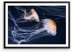 Two jellyfish Framed Art Print 68377966