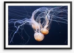 Three jellyfish Framed Art Print 68377980