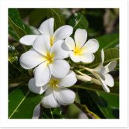 White Frangipani in full bloom Art Print 68678971