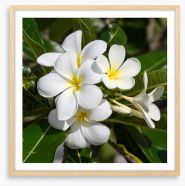 White Frangipani in full bloom