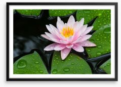 Floating lotus Framed Art Print 69010428