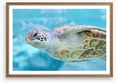 Sea turtle side eye Framed Art Print 70335206