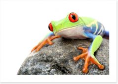 Frog on a rock Art Print 7055924