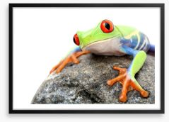 Frog on a rock Framed Art Print 7055924