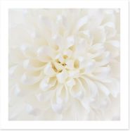 Perfect Chrysanthemum Art Print 71308897