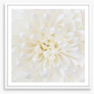 Perfect Chrysanthemum Framed Art Print 71308897