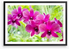 Vibrant orchids Framed Art Print 71462147