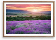 The lavender valley Framed Art Print 72181066