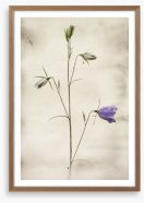 First to bloom Framed Art Print 72825132