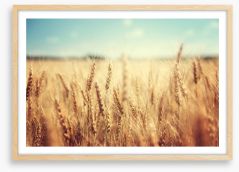 Golden wheat Framed Art Print 74641866
