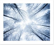 Forests Art Print 75482959