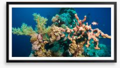 Blushing coral Framed Art Print 75564062