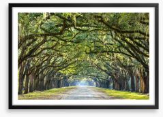 Oak lined road in Savannah