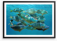 Fish / Aquatic Framed Art Print 76480958