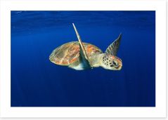 Fish / Aquatic Art Print 76792030